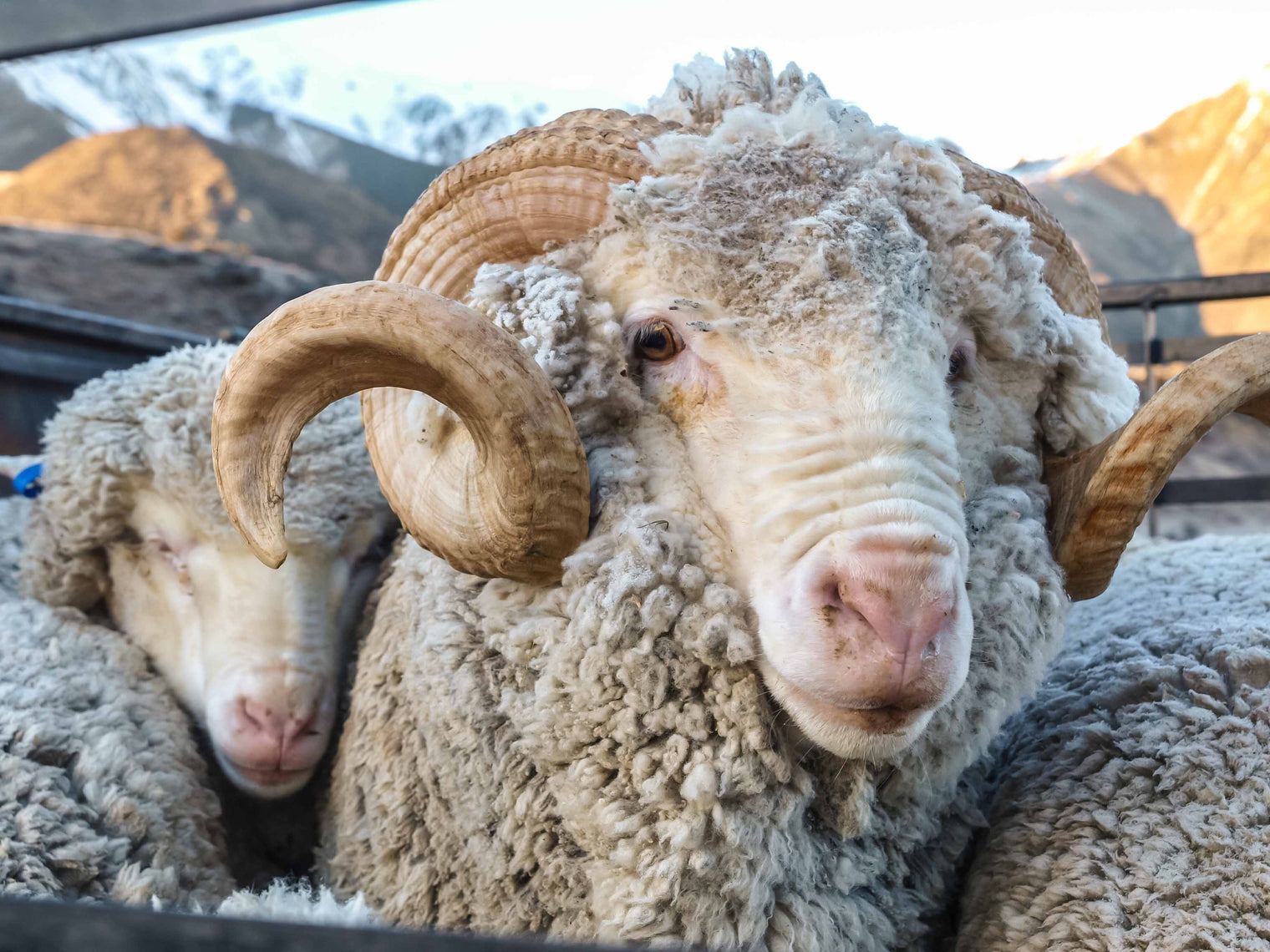 Where does Merino Wool come from?